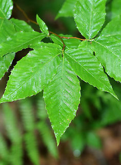 American Hornbeam - Carpinus caroliniana Smooth gray bark with vertical ridges and a fluted base. Alternate, oblong leaves with a serrated leaf margin.

 Growing in a swampy, mixed forest. 

https://www.jungledragon.com/image/62490/american_hornbeam_-_carpinus_caroliniana.html American Hornbeam,Carpinus caroliniana,Geotagged,Spring,United States,caroliniana,carpinus,carpinus caroliniana,hornbeam