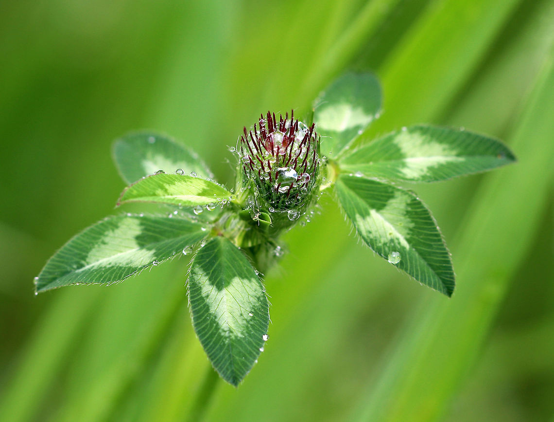 Red Clover - Trifolium pratense Dense, rounded heads of magenta pea flowers on an erect, hairy stem bearing leaves divided into 3 oval leaflets.<br />
<br />
Growing in a woodland meadow. <br />
<br />
<figure class="photo"><a href="https://www.jungledragon.com/image/62489/red_clover_-_trifolium_pratense.html" title="Red Clover - Trifolium pratense"><img src="https://s3.amazonaws.com/media.jungledragon.com/images/3232/62489_thumb.jpg?AWSAccessKeyId=05GMT0V3GWVNE7GGM1R2&Expires=1767225610&Signature=OC4djTW2gRzYkM9N4IJ2yQOBF68%3D" width="200" height="168" alt="Red Clover - Trifolium pratense Dense, rounded heads of magenta pea flowers on an erect, hairy stem bearing leaves divided into 3 oval leaflets.<br />
<br />
Growing in a woodland meadow.<br />
<br />
https://www.jungledragon.com/image/62493/red_clover_-_trifolium_pratense.html Geotagged,Red clover,Spring,Trifolium pratense,United States,clover" /></a></figure> Geotagged,Red Clover,Red clover,Spring,Trifolium pratense,United States,clover