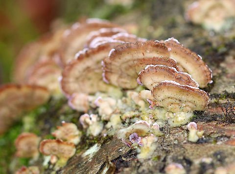 Violet-toothed Polypore - Trichaptum biforme Semicircular brackets with a finely hairy upper surface that had white, tan, and lilac zones of color. The pore surface was brown from age. 

Growing on rotting hardwood. Geotagged,Polypore,Spring,Trichaptum,Trichaptum biforme,United States,Violet-toothed Polypore