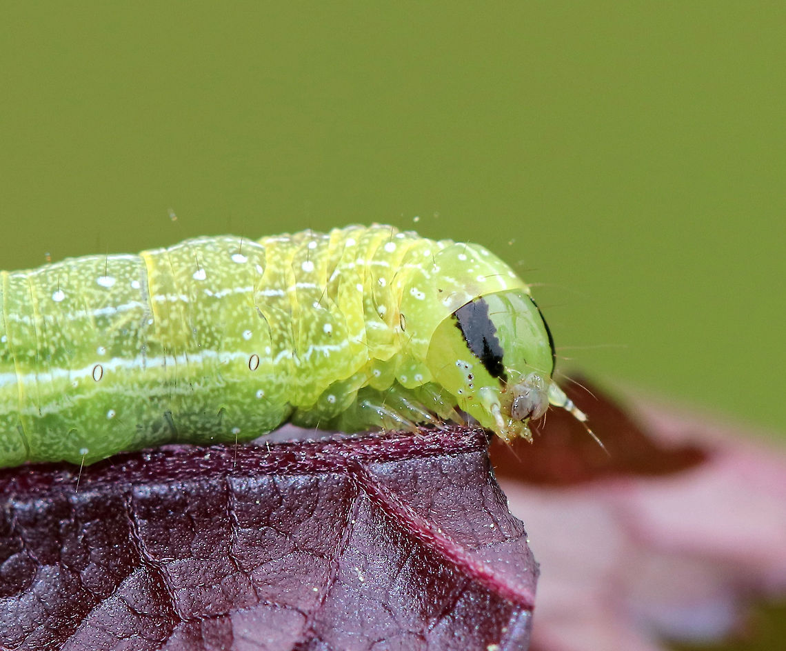 Veiled Ear Moth Caterpillar - Loscopia velata Green caterpillar with white markings and stripes. It had 2 black triangular markings on its head capsule.<br />
<br />
Spotted in a rural garden.<br />
<br />
<figure class="photo"><a href="https://www.jungledragon.com/image/62510/veiled_ear_moth_caterpillar_-_loscopia_velata.html" title="Veiled Ear Moth Caterpillar - Loscopia velata"><img src="https://s3.amazonaws.com/media.jungledragon.com/images/3232/62510_thumb.jpg?AWSAccessKeyId=05GMT0V3GWVNE7GGM1R2&Expires=1759968010&Signature=W3VDep2BySdqUCi9oXTt%2Bnnt%2Boo%3D" width="200" height="138" alt="Veiled Ear Moth Caterpillar - Loscopia velata Green caterpillar with white markings and stripes. It had 2 black triangular markings on its head capsule.<br />
<br />
 Spotted in a rural garden. <br />
https://www.jungledragon.com/image/62507/unknown_caterpillar.html<br />
https://www.jungledragon.com/image/62509/unknown_caterpillar.html<br />
https://www.jungledragon.com/image/62508/unknown_caterpillar.html<br />
 Geotagged,Loscopia velata,Spring,United States,caterpillar,loscopia,veiled ear moth caterpillar" /></a></figure><br />
<figure class="photo"><a href="https://www.jungledragon.com/image/62509/veiled_ear_moth_caterpillar_-_loscopia_velata.html" title="Veiled Ear Moth Caterpillar - Loscopia velata"><img src="https://s3.amazonaws.com/media.jungledragon.com/images/3232/62509_thumb.jpg?AWSAccessKeyId=05GMT0V3GWVNE7GGM1R2&Expires=1759968010&Signature=QafcBxZitWWJJ0IreZgCy%2BO7UhQ%3D" width="200" height="152" alt="Veiled Ear Moth Caterpillar - Loscopia velata Green caterpillar with white markings and stripes. It had 2 black triangular markings on its head capsule.<br />
<br />
 Spotted in a rural garden. <br />
<br />
https://www.jungledragon.com/image/62507/unknown_caterpillar.html<br />
https://www.jungledragon.com/image/62510/unknown_caterpillar.html<br />
https://www.jungledragon.com/image/62508/unknown_caterpillar.html<br />
 Geotagged,Loscopia velata,Spring,United States,caterpillar" /></a></figure><br />
<figure class="photo"><a href="https://www.jungledragon.com/image/62508/veiled_ear_moth_caterpillar_-_loscopia_velata.html" title="Veiled Ear Moth Caterpillar - Loscopia velata"><img src="https://s3.amazonaws.com/media.jungledragon.com/images/3232/62508_thumb.jpg?AWSAccessKeyId=05GMT0V3GWVNE7GGM1R2&Expires=1759968010&Signature=BH%2B0cmFko2pP9gW9sPx6Br0t7CU%3D" width="200" height="156" alt="Veiled Ear Moth Caterpillar - Loscopia velata Green caterpillar with white markings and stripes. It had 2 black triangular markings on its head capsule.<br />
<br />
Spotted in a rural garden. <br />
<br />
https://www.jungledragon.com/image/62509/unknown_caterpillar.html<br />
https://www.jungledragon.com/image/62510/unknown_caterpillar.html<br />
https://www.jungledragon.com/image/62507/unknown_caterpillar.html<br />
 Geotagged,Loscopia velata,Spring,United States,caterpillar" /></a></figure> Geotagged,Loscopia velata,Spring,United States,caterpillar,moth week 2018