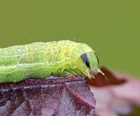 Veiled Ear Moth Caterpillar - Loscopia velata Green caterpillar with white markings and stripes. It had 2 black triangular markings on its head capsule.

Spotted in a rural garden.

https://www.jungledragon.com/image/62510/unknown_caterpillar.html
https://www.jungledragon.com/image/62509/unknown_caterpillar.html
https://www.jungledragon.com/image/62508/unknown_caterpillar.html Geotagged,Loscopia velata,Spring,United States,caterpillar,moth week 2018