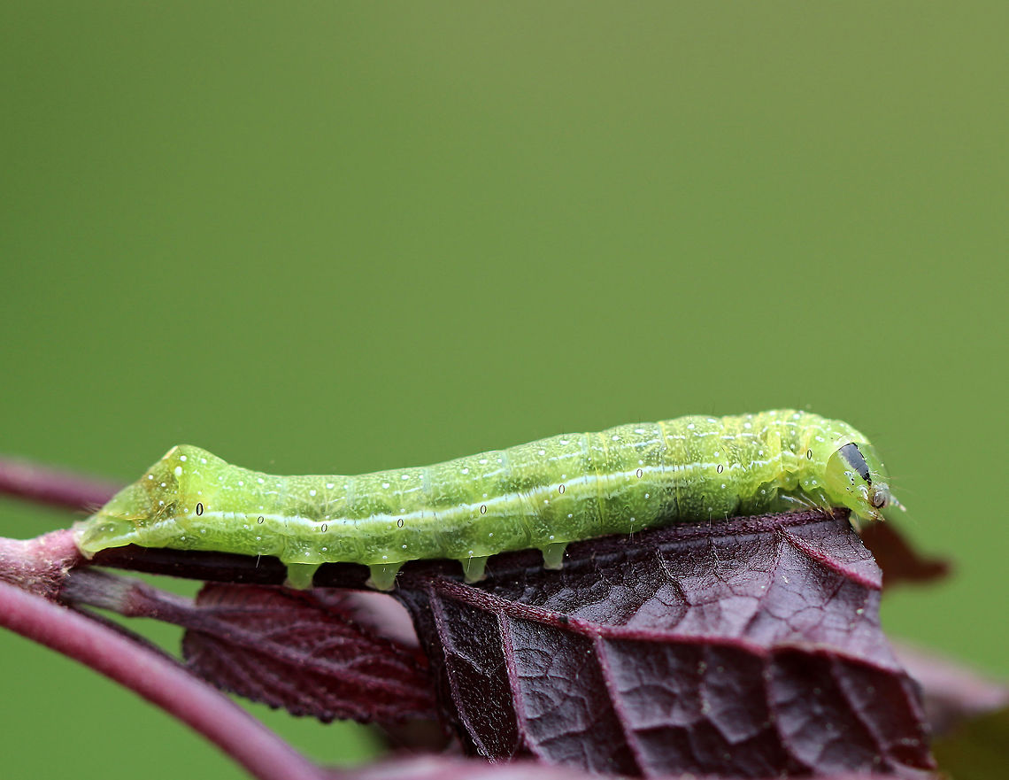 Veiled Ear Moth Caterpillar - Loscopia velata Green caterpillar with white markings and stripes. It had 2 black triangular markings on its head capsule.<br />
<br />
Spotted in a rural garden. <br />
<br />
<figure class="photo"><a href="https://www.jungledragon.com/image/62509/veiled_ear_moth_caterpillar_-_loscopia_velata.html" title="Veiled Ear Moth Caterpillar - Loscopia velata"><img src="https://s3.amazonaws.com/media.jungledragon.com/images/3232/62509_thumb.jpg?AWSAccessKeyId=05GMT0V3GWVNE7GGM1R2&Expires=1769040010&Signature=xUv57Ru7HeFA0pc4%2BWqVLU0DNLE%3D" width="200" height="152" alt="Veiled Ear Moth Caterpillar - Loscopia velata Green caterpillar with white markings and stripes. It had 2 black triangular markings on its head capsule.<br />
<br />
 Spotted in a rural garden. <br />
<br />
https://www.jungledragon.com/image/62507/unknown_caterpillar.html<br />
https://www.jungledragon.com/image/62510/unknown_caterpillar.html<br />
https://www.jungledragon.com/image/62508/unknown_caterpillar.html<br />
 Geotagged,Loscopia velata,Spring,United States,caterpillar" /></a></figure><br />
<figure class="photo"><a href="https://www.jungledragon.com/image/62510/veiled_ear_moth_caterpillar_-_loscopia_velata.html" title="Veiled Ear Moth Caterpillar - Loscopia velata"><img src="https://s3.amazonaws.com/media.jungledragon.com/images/3232/62510_thumb.jpg?AWSAccessKeyId=05GMT0V3GWVNE7GGM1R2&Expires=1769040010&Signature=D%2FOMsI1iZazg9tEF7ZsYtk8pav0%3D" width="200" height="138" alt="Veiled Ear Moth Caterpillar - Loscopia velata Green caterpillar with white markings and stripes. It had 2 black triangular markings on its head capsule.<br />
<br />
 Spotted in a rural garden. <br />
https://www.jungledragon.com/image/62507/unknown_caterpillar.html<br />
https://www.jungledragon.com/image/62509/unknown_caterpillar.html<br />
https://www.jungledragon.com/image/62508/unknown_caterpillar.html<br />
 Geotagged,Loscopia velata,Spring,United States,caterpillar,loscopia,veiled ear moth caterpillar" /></a></figure><br />
<figure class="photo"><a href="https://www.jungledragon.com/image/62507/veiled_ear_moth_caterpillar_-_loscopia_velata.html" title="Veiled Ear Moth Caterpillar - Loscopia velata"><img src="https://s3.amazonaws.com/media.jungledragon.com/images/3232/62507_thumb.jpg?AWSAccessKeyId=05GMT0V3GWVNE7GGM1R2&Expires=1769040010&Signature=gx47rnMmr1RlBhuj%2FLX1%2FWk0pBc%3D" width="200" height="166" alt="Veiled Ear Moth Caterpillar - Loscopia velata Green caterpillar with white markings and stripes. It had 2 black triangular markings on its head capsule.<br />
<br />
Spotted in a rural garden.<br />
<br />
https://www.jungledragon.com/image/62510/unknown_caterpillar.html<br />
https://www.jungledragon.com/image/62509/unknown_caterpillar.html<br />
https://www.jungledragon.com/image/62508/unknown_caterpillar.html Geotagged,Loscopia velata,Spring,United States,caterpillar,moth week 2018" /></a></figure><br />
 Geotagged,Loscopia velata,Spring,United States,caterpillar