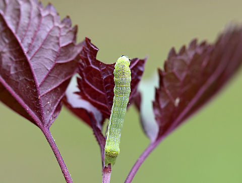 Veiled Ear Moth Caterpillar - Loscopia velata Green caterpillar with white markings and stripes. It had 2 black triangular markings on its head capsule.

 Spotted in a rural garden. 

https://www.jungledragon.com/image/62507/unknown_caterpillar.html
https://www.jungledragon.com/image/62510/unknown_caterpillar.html
https://www.jungledragon.com/image/62508/unknown_caterpillar.html
 Geotagged,Loscopia velata,Spring,United States,caterpillar