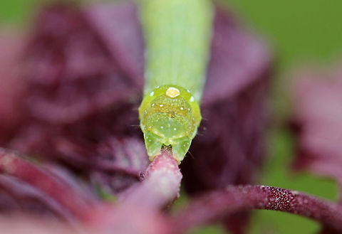 Veiled Ear Moth Caterpillar - Loscopia velata Green caterpillar with white markings and stripes. It had 2 black triangular markings on its head capsule.

 Spotted in a rural garden. 
https://www.jungledragon.com/image/62507/unknown_caterpillar.html
https://www.jungledragon.com/image/62509/unknown_caterpillar.html
https://www.jungledragon.com/image/62508/unknown_caterpillar.html
 Geotagged,Loscopia velata,Spring,United States,caterpillar,loscopia,veiled ear moth caterpillar