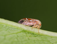 Treehopper - Ophiderma sp. https://www.jungledragon.com/image/62512/treehopper_-_cyrtolobus_griseus.html<br />
 Geotagged,Ophiderma,Spring,United States,hopper,insect,membracidae,treehopper