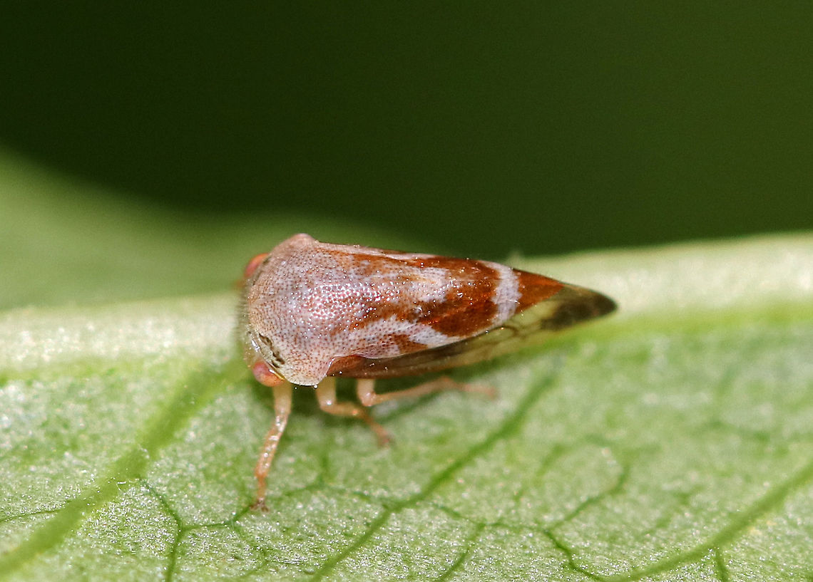 Treehopper - Ophiderma sp. <figure class="photo"><a href="https://www.jungledragon.com/image/62511/treehopper_-_ophiderma_sp.html" title="Treehopper - Ophiderma sp."><img src="https://s3.amazonaws.com/media.jungledragon.com/images/3232/62511_thumb.jpg?AWSAccessKeyId=05GMT0V3GWVNE7GGM1R2&Expires=1769040010&Signature=IrI131acpeH%2FZSu1Oc%2Bu6RcD9Cg%3D" width="200" height="156" alt="Treehopper - Ophiderma sp. https://www.jungledragon.com/image/62512/treehopper_-_cyrtolobus_griseus.html<br />
 Geotagged,Ophiderma,Spring,United States,hopper,insect,membracidae,treehopper" /></a></figure> Geotagged,Ophiderma,Spring,United States,hopper,insect,treehopper