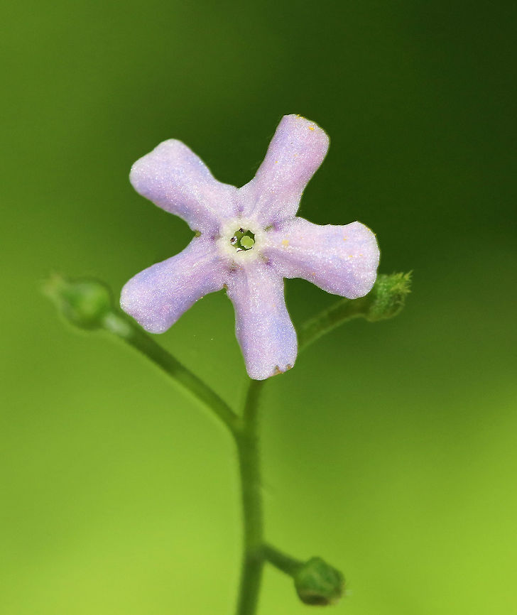 Unknown I have no idea what this is and have been seeking an ID.  Any help would be appreciated. I thought that it might be a plant in the borage family? It was growing along a shady, wooded slope in a mixed forest adjacent to a bog. <br />
<br />
<figure class="photo"><a href="https://www.jungledragon.com/image/62678/unknown.html" title="Unknown"><img src="https://s3.amazonaws.com/media.jungledragon.com/images/3232/62678_thumb.jpg?AWSAccessKeyId=05GMT0V3GWVNE7GGM1R2&Expires=1759968010&Signature=UkPQP1EOTzohMgeEls9VY5AppTw%3D" width="118" height="152" alt="Unknown Eek, so sorry for this bad shot.  Hoping it helps with identification and will probably also cause a few giggles ;)<br />
<br />
https://www.jungledragon.com/image/62513/unknown.html Geotagged,Spring,United States" /></a></figure> Geotagged,Spring,United States,flower,wildflower