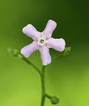 Unknown I have no idea what this is and have been seeking an ID.  Any help would be appreciated. I thought that it might be a plant in the borage family? It was growing along a shady, wooded slope in a mixed forest adjacent to a bog. <br />
<br />
https://www.jungledragon.com/image/62678/unknown.html Geotagged,Spring,United States,flower,wildflower