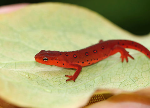 Eastern Newt (Red Eft) - Notophthalmus viridescens I'm so disappointed that this photo is blurry, but I'm sharing it anyway because this is the REDDEST red eft that I've ever seen! They are usually orange despite their moniker. The color in this photo is true to life! Too bad that I was being bombarded by biting flies while enduring the insane humidity when I was taking this photo because the newt stayed perfectly still during the shot and it could have been so sharp! Oh well :/

Red efts have bright orange (usually) aposematic coloring, with darker, reddish spots outlined in black. This stage can last up to 4 years on land, during which time efts may travel far, which ensures outcrossing in the population.

I spotted this one on the edge of a swamp in a mixed forest. It was tiny (just over 3 cm long). Eastern newt,Geotagged,Notophthalmus,Notophthalmus viridescens,Summer,United States,eastern newt,newt,red eft,salamander