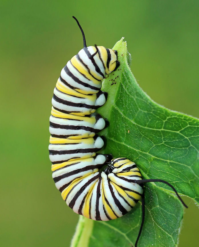 Monarch Caterpillar J-ing - Danaus plexippus I found this caterpillar attached to the underside of a milkweed leaf in the characteristic "J" shape, which indicates that it's getting ready to pupate. While J-ing, it no longer eats, but just hangs there and is particularly vulnerable to parasitoids and predation.<br />
<br />
Spotted on milkweed that was growing on the edge of a pond. Danaus plexippus,Geotagged,Monarch butterfly,Summer,United States,caterpillar,j shape,j-ing,monarch,monarch caterpillar