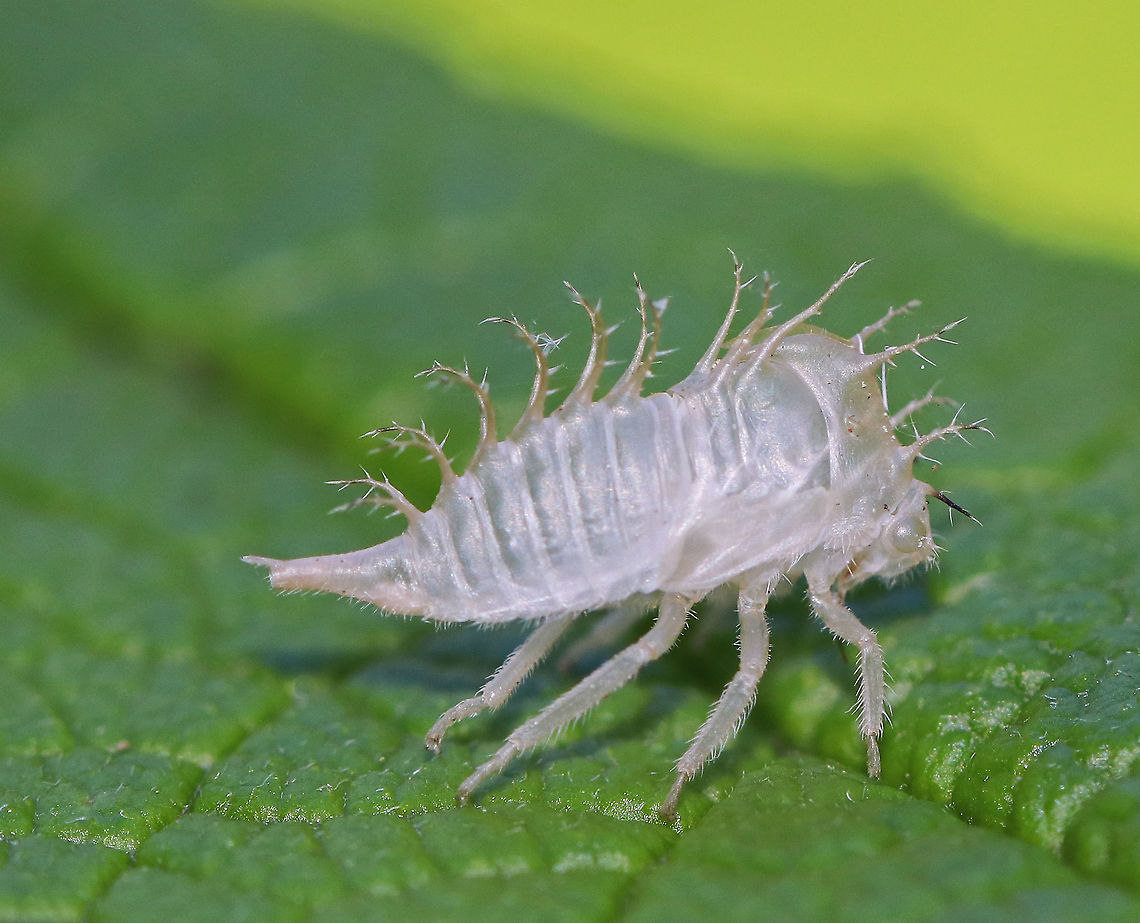 Buffalo Treehopper Nymph Exuvia - Stictocephala bisonia Nymphs have long, spiny plumes on their dorsal surface. This is the shed skin (exuvia) of a nymph.<br />
<br />
 Spotted in a rural herb garden.<br />
<br />
 The taxonomy for buffalo treehoppers is a bit confusing, and I'm not exactly sure what the current consensus is: Stictocephala alta, S. bisonia, S. bizonia, S. bubalus OR Ceresa bubalus, C. alta...???  Buffalo Treehopper Nymph,Geotagged,Stictocephala,Stictocephala bisonia,Summer,Treehopper Nymph,United States,exuvia,exuviae,exuvium,nymph,treehopper exuvia