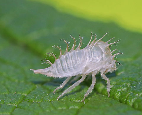 Buffalo Treehopper Nymph Exuvia - Stictocephala bisonia Nymphs have long, spiny plumes on their dorsal surface. This is the shed skin (exuvia) of a nymph.

 Spotted in a rural herb garden.

 The taxonomy for buffalo treehoppers is a bit confusing, and I'm not exactly sure what the current consensus is: Stictocephala alta, S. bisonia, S. bizonia, S. bubalus OR Ceresa bubalus, C. alta...???  Buffalo Treehopper Nymph,Geotagged,Stictocephala,Stictocephala bisonia,Summer,Treehopper Nymph,United States,exuvia,exuviae,exuvium,nymph,treehopper exuvia