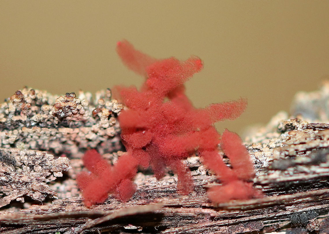 Slime Mold - Arcyria incarnata I found this awesome, red slime mold growing on rotting wood in a mostly deciduous forest. It was tiny - each fruiting body was 0.5-2 mm tall and cylindrical in shape. They were growing in clusters.<br />
<br />
 Arcyria incarnata,Geotagged,Summer,United States,red slime mold,slime mold