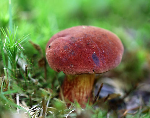 Two-colored Bolete - Baorangia bicolor Convex, velvety, red cap that was about 4 cm diameter. Yellow pores. The stipe was yellowish near the apex and had red streaks on the bottom half. Cap bruised blue when handled. The flesh did not bruise.

Growing on the ground in a meadow - but, in the shade of a huge oak tree. Baorangia,Baorangia bicolor,Geotagged,Summer,Two-colored bolete,United States,bolete,boletus bicolor