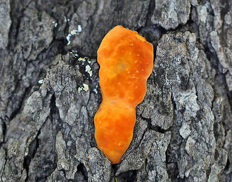 Cinnabar Polypore - Trametes cinnabarina Neon orange polypore that felt like suede. Stem was absent. Flesh was tough and orange in color. The pores were bright orange with 2-4 round/angular pores per mm.  The largest fruiting body was about 5 cm long.

Growing on a felled tree (hardwood) in a deciduous forest.

https://www.jungledragon.com/image/62587/cinnabar_polypore_-_trametes_cinnabarina.html Cinnabar-red Polypore,Geotagged,Pycnoporus sanguineus,Summer,Trametes,Trametes cinnabarina,United States,cinnabar polypore,cinnabar-red polypore,fungi,fungus,mushroom,polypore