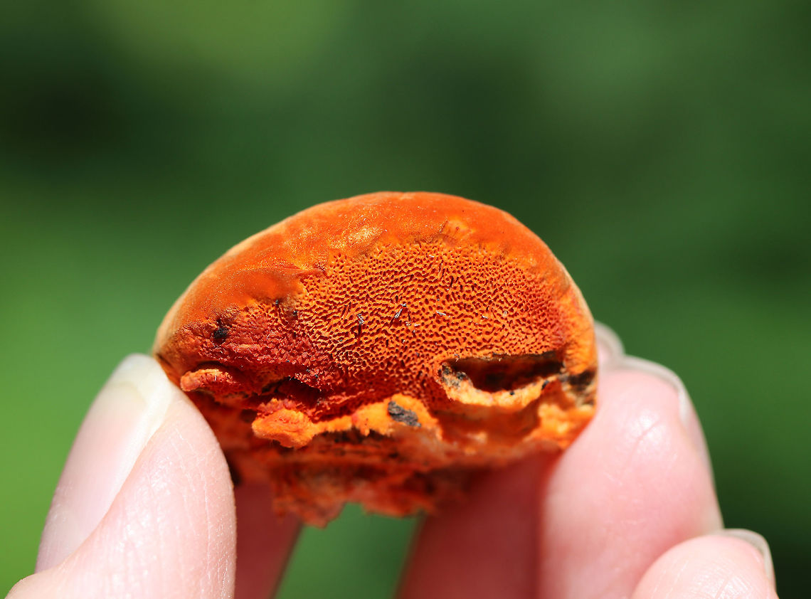 Cinnabar Polypore - Trametes cinnabarina Neon orange polypore that felt like suede. Stem was absent. Flesh was tough and orange in color. The pores were bright orange with 2-4 round/angular pores per mm. The largest fruiting body was about 5 cm long.<br />
<br />
 Growing on a felled tree (hardwood) in a deciduous forest. <br />
<br />
<figure class="photo"><a href="https://www.jungledragon.com/image/62586/cinnabar_polypore_-_trametes_cinnabarina.html" title="Cinnabar Polypore - Trametes cinnabarina"><img src="https://s3.amazonaws.com/media.jungledragon.com/images/3232/62586_thumb.jpg?AWSAccessKeyId=05GMT0V3GWVNE7GGM1R2&Expires=1769040010&Signature=Dh6BIKsmAfams%2FAu6v3nCyLS0UE%3D" width="200" height="158" alt="Cinnabar Polypore - Trametes cinnabarina Neon orange polypore that felt like suede. Stem was absent. Flesh was tough and orange in color. The pores were bright orange with 2-4 round/angular pores per mm.  The largest fruiting body was about 5 cm long.<br />
<br />
Growing on a felled tree (hardwood) in a deciduous forest.<br />
<br />
https://www.jungledragon.com/image/62587/cinnabar_polypore_-_trametes_cinnabarina.html Cinnabar-red Polypore,Geotagged,Pycnoporus sanguineus,Summer,Trametes,Trametes cinnabarina,United States,cinnabar polypore,cinnabar-red polypore,fungi,fungus,mushroom,polypore" /></a></figure> Cinnabar Polypore,Cinnabar-red Polypore,Geotagged,Pycnoporus sanguineus,Summer,Trametes cinnabarina,United States,fungi,fungus,mushroom,polypore,trametes
