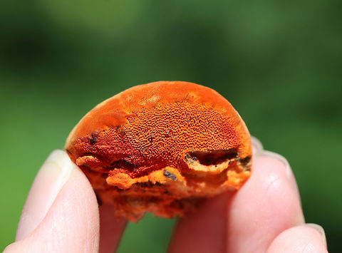 Cinnabar Polypore - Trametes cinnabarina Neon orange polypore that felt like suede. Stem was absent. Flesh was tough and orange in color. The pores were bright orange with 2-4 round/angular pores per mm. The largest fruiting body was about 5 cm long.

 Growing on a felled tree (hardwood) in a deciduous forest. 

https://www.jungledragon.com/image/62586/cinnabar_polypore_-_trametes_cinnabarina.html Cinnabar Polypore,Cinnabar-red Polypore,Geotagged,Pycnoporus sanguineus,Summer,Trametes cinnabarina,United States,fungi,fungus,mushroom,polypore,trametes