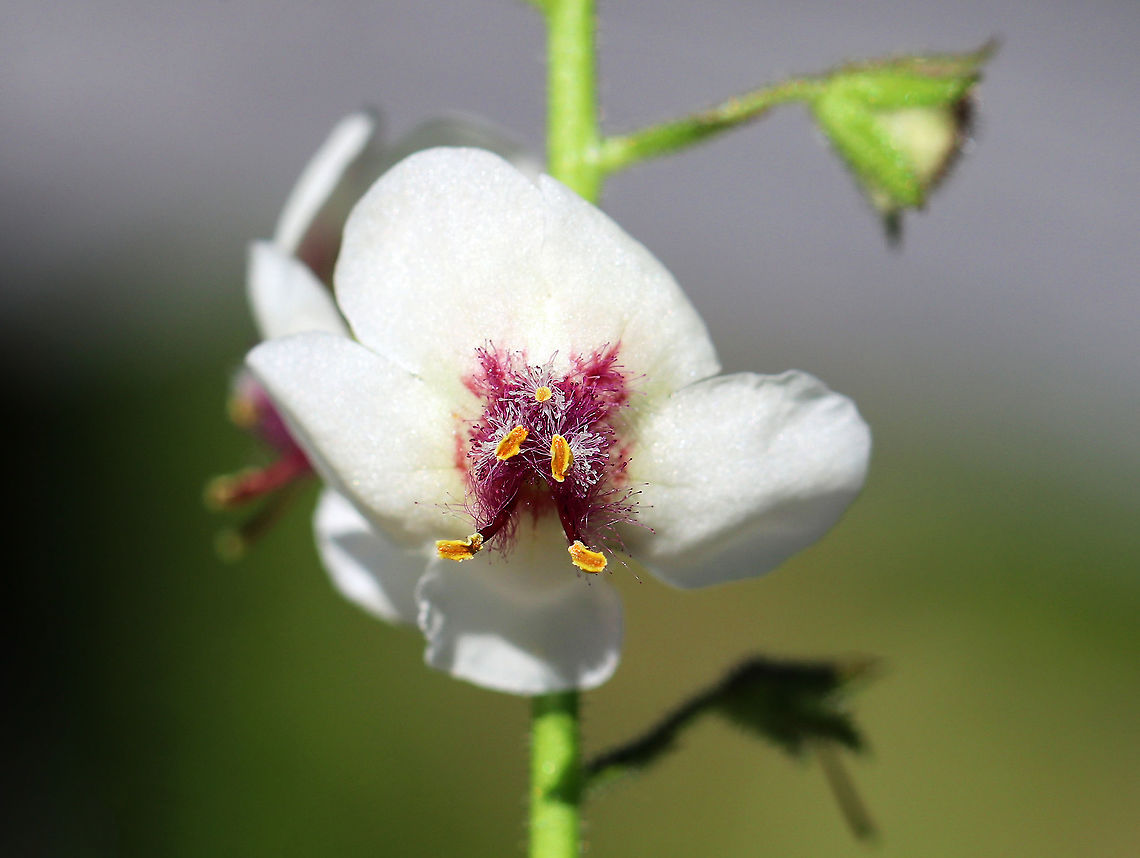 Moth Mullein - Verbascum blattaria Yellow or white flowers with rounded five united, rounded petals. There are five stamens with orange anthers and purple hairs on the filaments. The leaves are triangular to oblong and coarsely toothed.<br />
<br />
The fuzzy, purple filaments resemble moth antennae, hence the common name.<br />
<br />
Spotted growing next to a pond in a deciduous forest.<br />
<figure class="photo"><a href="https://www.jungledragon.com/image/62685/moth_mullein_-_verbascum_blattaria.html" title="Moth Mullein - Verbascum blattaria"><img src="https://s3.amazonaws.com/media.jungledragon.com/images/3232/62685_thumb.jpg?AWSAccessKeyId=05GMT0V3GWVNE7GGM1R2&Expires=1769040010&Signature=YXZPZOb240eOYcO%2Fs4rKXCUMrgo%3D" width="126" height="152" alt="Moth Mullein - Verbascum blattaria Yellow or white flowers with rounded five united, rounded petals. There are five stamens with orange anthers and purple hairs on the filaments. The leaves are triangular to oblong and coarsely toothed.<br />
<br />
 The fuzzy, purple filaments resemble moth antennae, hence the common name.<br />
<br />
 Spotted growing next to a pond in a deciduous forest.<br />
https://www.jungledragon.com/image/62684/moth_mullein_-_verbascum_blattaria.html Geotagged,Moth mullein,Summer,United States,Verbascum blattaria" /></a></figure> Geotagged,Moth Mullein,Moth mullein,Summer,United States,Verbascum,Verbascum blattaria,flower,invasive,wildflower