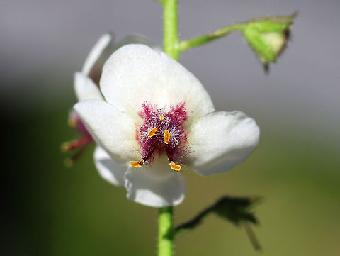 Moth Mullein - Verbascum blattaria Yellow or white flowers with rounded five united, rounded petals. There are five stamens with orange anthers and purple hairs on the filaments. The leaves are triangular to oblong and coarsely toothed.

The fuzzy, purple filaments resemble moth antennae, hence the common name.

Spotted growing next to a pond in a deciduous forest.
https://www.jungledragon.com/image/62685/moth_mullein_-_verbascum_blattaria.html Geotagged,Moth Mullein,Moth mullein,Summer,United States,Verbascum,Verbascum blattaria,flower,invasive,wildflower