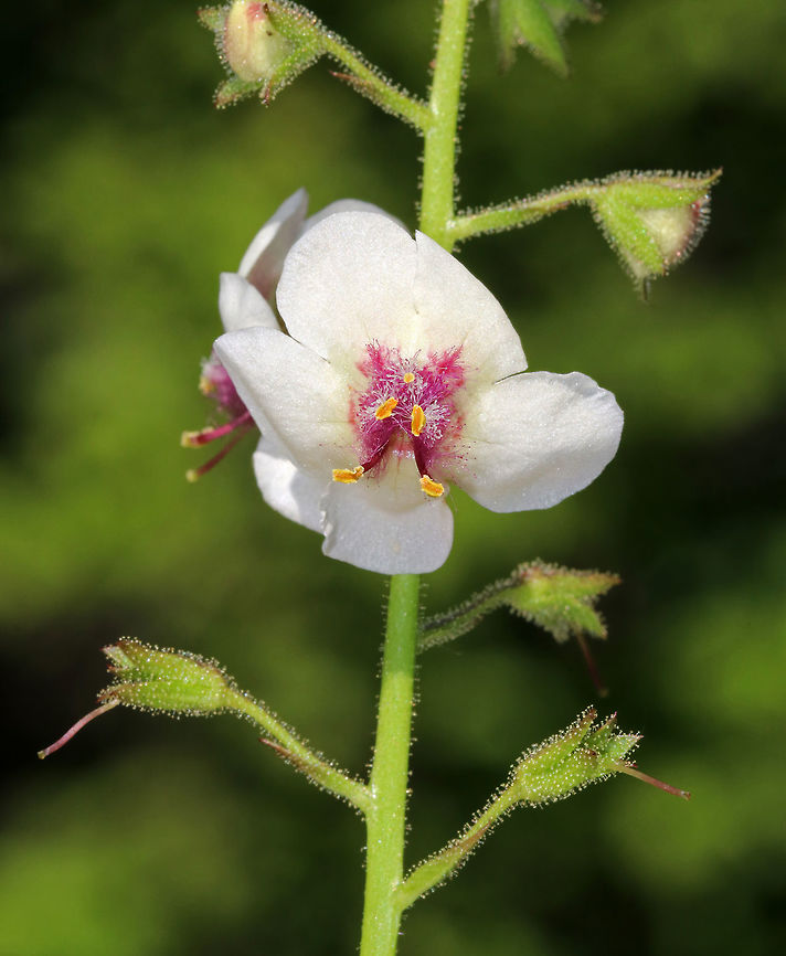 Moth Mullein - Verbascum blattaria Yellow or white flowers with rounded five united, rounded petals. There are five stamens with orange anthers and purple hairs on the filaments. The leaves are triangular to oblong and coarsely toothed.<br />
<br />
The fuzzy, purple filaments resemble moth antennae, hence the common name.<br />
<br />
Spotted growing next to a pond in a deciduous forest.<br />
<figure class="photo"><a href="https://www.jungledragon.com/image/62684/moth_mullein_-_verbascum_blattaria.html" title="Moth Mullein - Verbascum blattaria"><img src="https://s3.amazonaws.com/media.jungledragon.com/images/3232/62684_thumb.jpg?AWSAccessKeyId=05GMT0V3GWVNE7GGM1R2&Expires=1763596810&Signature=ktQ8rTAdIxJU6GBeGZUs6QExNHM%3D" width="200" height="152" alt="Moth Mullein - Verbascum blattaria Yellow or white flowers with rounded five united, rounded petals. There are five stamens with orange anthers and purple hairs on the filaments. The leaves are triangular to oblong and coarsely toothed.<br />
<br />
The fuzzy, purple filaments resemble moth antennae, hence the common name.<br />
<br />
Spotted growing next to a pond in a deciduous forest.<br />
https://www.jungledragon.com/image/62685/moth_mullein_-_verbascum_blattaria.html Geotagged,Moth Mullein,Moth mullein,Summer,United States,Verbascum,Verbascum blattaria,flower,invasive,wildflower" /></a></figure> Geotagged,Moth mullein,Summer,United States,Verbascum blattaria