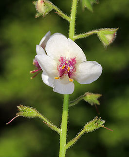 Moth Mullein - Verbascum blattaria Yellow or white flowers with rounded five united, rounded petals. There are five stamens with orange anthers and purple hairs on the filaments. The leaves are triangular to oblong and coarsely toothed.

 The fuzzy, purple filaments resemble moth antennae, hence the common name.

 Spotted growing next to a pond in a deciduous forest.
https://www.jungledragon.com/image/62684/moth_mullein_-_verbascum_blattaria.html Geotagged,Moth mullein,Summer,United States,Verbascum blattaria