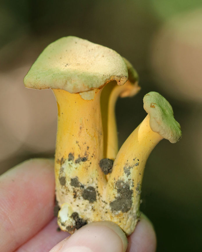 Smooth Chanterelle - Cantharellus confluens Fruiting bodies were yellow and had two or more caps arising from one conjoined stem structure. The caps were yellow, bald, dry, and irregular in shape. Some were flat, while others were convex. The undersurfaces were smooth. The stipes were smooth, dry, thick, and tapered to the base.<br />
<br />
 Mycorrhizal with hardwoods - I spotted small clusters of these mushrooms growing on the ground in a deciduous forest dominated by oak. Cantharellus confluens,Chanterelle,Geotagged,Smooth Chanterelle,Summer,United States,cantharellus,fungi,fungus,mushroom,mushrooms,yellow mushrooms