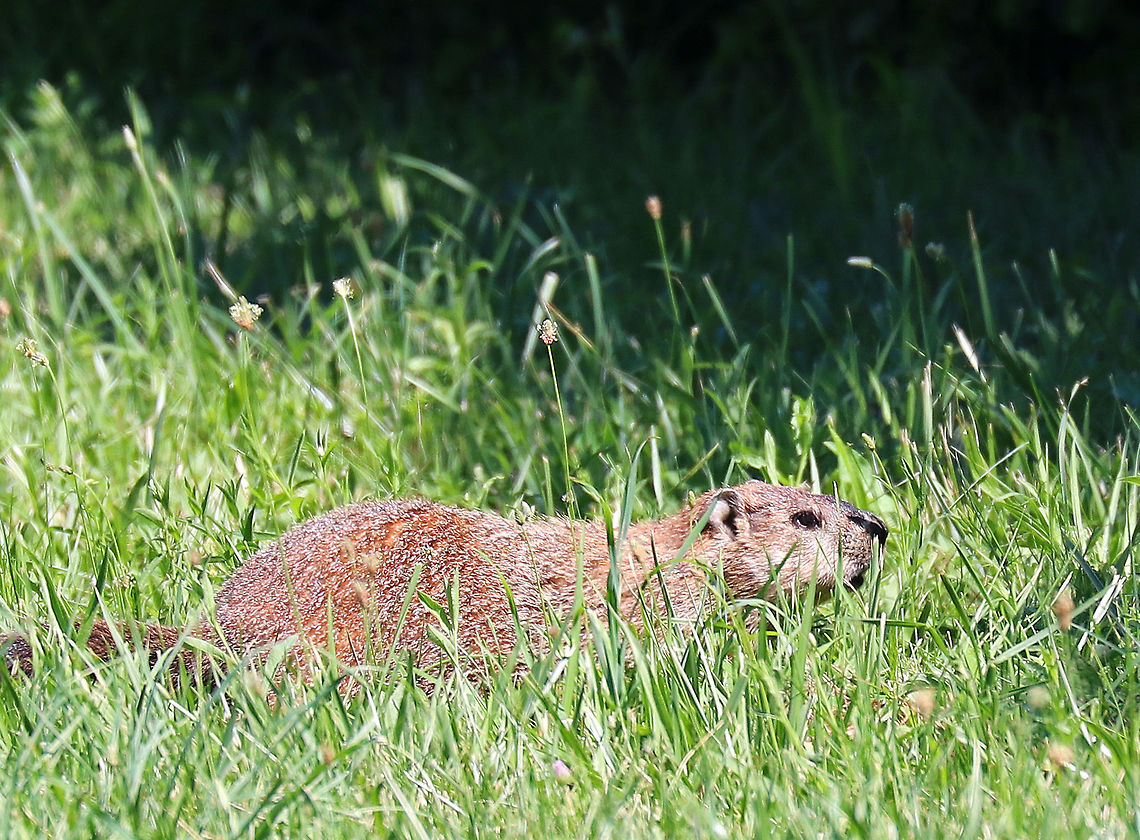 Groundhog - Marmota monax A large rodent with many humorous monikers!<br />
<br />
I spotted this groundhog in a field bordering a deciduous forest. Canada marmot,Geotagged,Groundhog,Marmota,Summer,United States,chuck,groundpig,monax,moonack,red monk,siffleur,thickwood badger,weenusk,whistlepig,whistler,wood-shock,woodchuck