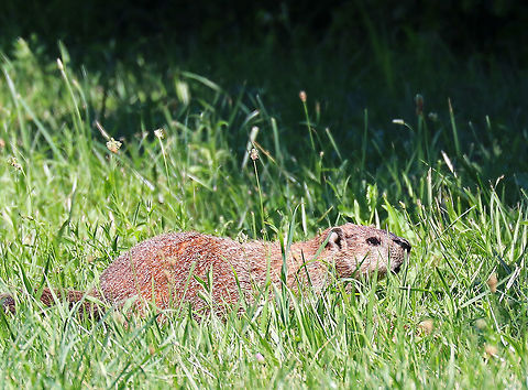 Groundhog - Marmota monax A large rodent with many humorous monikers!

I spotted this groundhog in a field bordering a deciduous forest. Canada marmot,Geotagged,Groundhog,Marmota,Summer,United States,chuck,groundpig,monax,moonack,red monk,siffleur,thickwood badger,weenusk,whistlepig,whistler,wood-shock,woodchuck