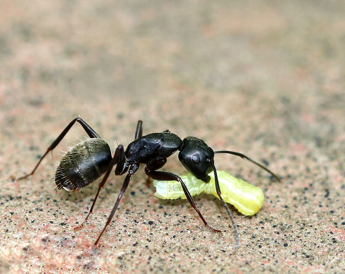 Ant with a Snack - Family Formicidae I spotted this ant with some kind of yellow larva in a rural garden.  <br />
<br />
Any help with ID is much appreciated! Black carpenter ant,Camponotus pennsylvanicus,Formicidae,Geotagged,Spring,United States,ant