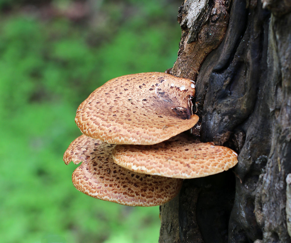 Dryad's Saddle - Polyporus squamosus Large fan-shaped tan caps with flattened reddish brown scales. Yellowish tan pores. Stem was covered in velvety, dark brown tomentum. <br />
<br />
Growing on a tree on the edge of a swamp. It grows on this tree every year. Geotagged,Polyporus squamosus,Spring,United States,dryad's saddle,fungi,fungus,mushroom,polypore,polyporus