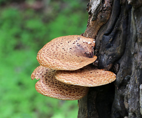 Dryad's Saddle - Polyporus squamosus Large fan-shaped tan caps with flattened reddish brown scales. Yellowish tan pores. Stem was covered in velvety, dark brown tomentum. 

Growing on a tree on the edge of a swamp. It grows on this tree every year. Geotagged,Polyporus squamosus,Spring,United States,dryad's saddle,fungi,fungus,mushroom,polypore,polyporus