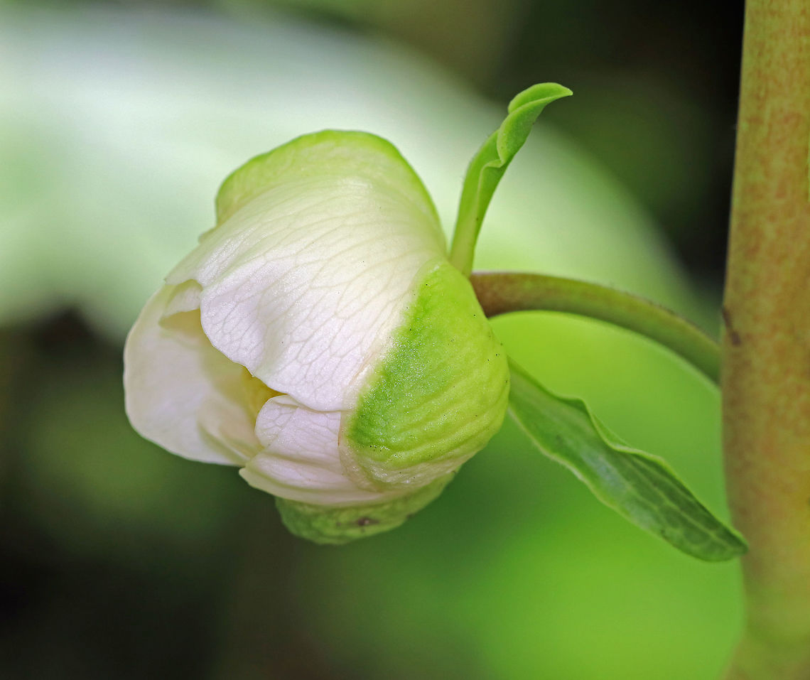 Mayapple - Podophyllum peltatum White, nodding flower underneath and between a pair of large, deeply lobed, umbrella-like leaves. Flowers were approximately 3-4 cm wide. Spotted growing in a rural butterfly garden.<br />
<br />
The common name refers to the May blooming of its apple-like flower. The leaves, roots, and seeds can be poisonous if ingested. However, roots were once used as a strong purgative by Native Americans. The fruit is edible and is used in jelly, juice, or eaten fresh. The fruit is egg-shaped and ripens July-August.  Geotagged,Mayapple,Podophyllum peltatum,Spring,United States,podophyllum