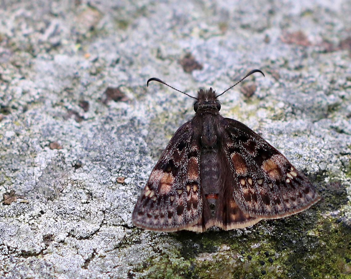 Columbine Duskywing - Erynnis lucilius The upperside is dark brown; the brown patch at end of the forewing cell is indistinct. The underside of hindwings have marginal and submarginal rows of well-defined pale spots. The male has a costal fold containing yellow scent scales, while females have a patch of scent scales on the 7th abdominal segment.<br />
<br />
Spotted on a stone wall in a meadow. Columbine duskywing,Erynnis lucilius,Geotagged,Spring,United States,butterfly