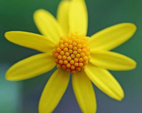 Golden Ragwort - Senecio aureus Flower heads are yellow and about 2 cm wide with 8-12 rays. Leaves are basal, long-stalked, and heart-shaped. 

Growing in a wet, mixed forest. Geotagged,Golden ragwort,Packera aurea,Spring,United States,senecio,senecio aurea