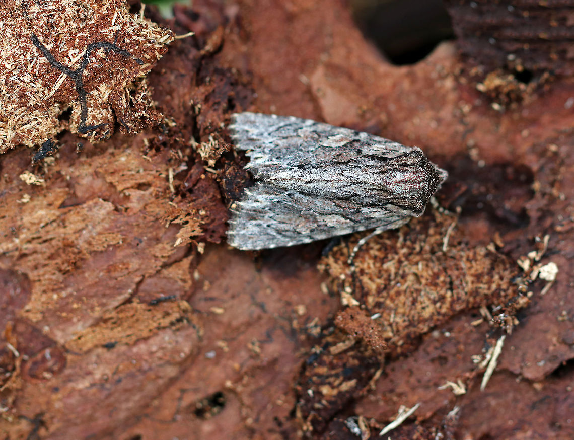 Confused Woodgrain - Morrisonia confusa Gray-tan forewing with a bark-like pattern of streaks between white-speckled veins. The basal area is marked with two black dashes. Postmedial line is jagged and edged with white near inner margin.<br />
<br />
Spotted under the bark on a snag in a coniferous forest. Geotagged,Morrisonia,Morrisonia confusa,Spring,United States,confused woodgrain,moth,moth week 2018