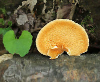 Hexagonal-pored Polypore - Neofavolus alveolaris Small mushrooms with fan-shaped fruiting bodies. Upper surface was orange and slightly scaly. Cream-colored pores were diamond-shaped/honeycombed. Short, stubby stem. <br />
<br />
Spotted growing on dead wood in a deciduous forest.<br />
<br />
https://www.jungledragon.com/image/62742/hexagonal-pored_polypore_-_neofavolus_alveolaris.html Geotagged,Hexagonal-pored Polypore,Neofavolus,Neofavolus alveolaris,Spring,United States,fungus,mushroom,polypore
