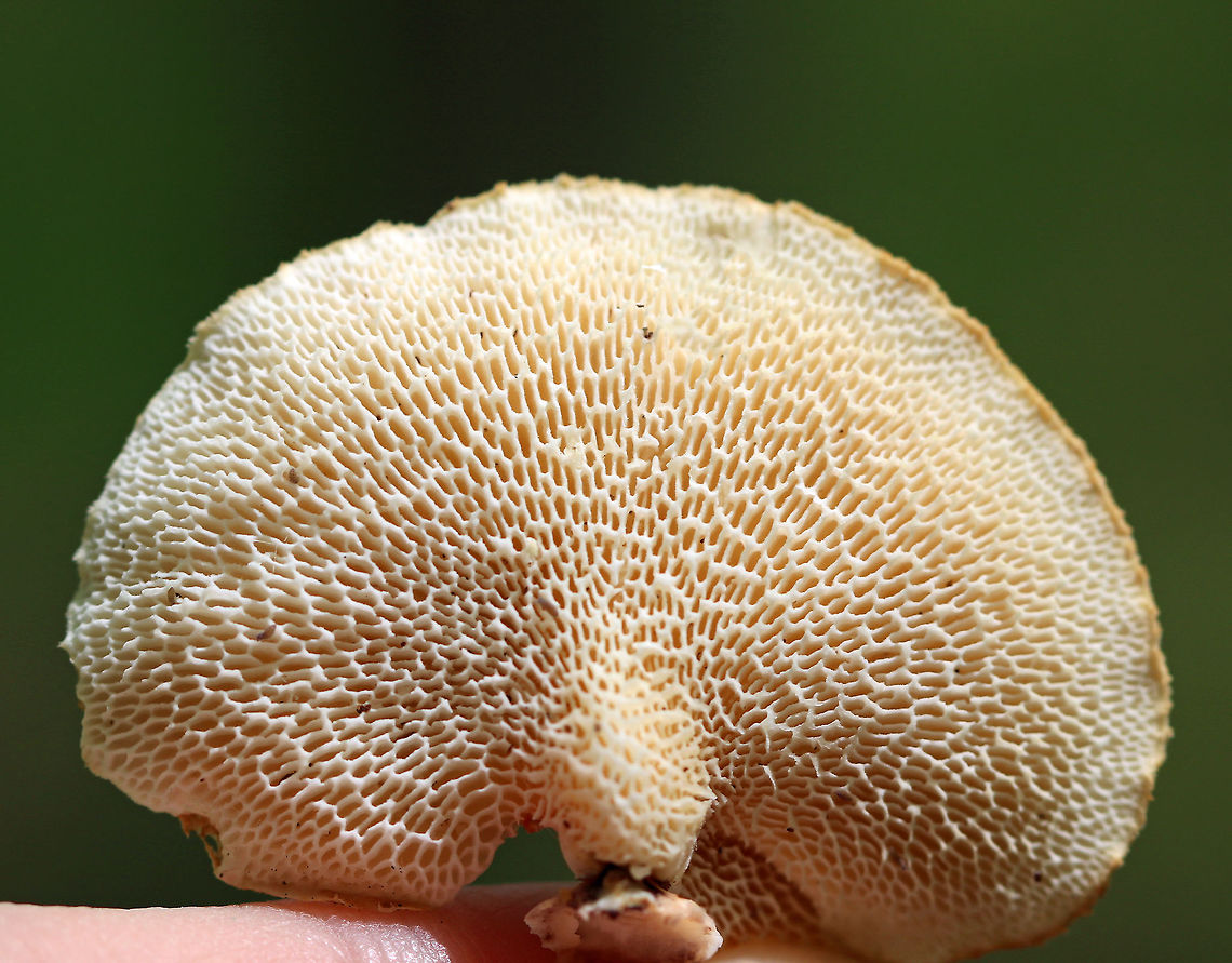 Hexagonal-pored Polypore - Neofavolus alveolaris Small mushrooms with fan-shaped fruiting bodies. Upper surface was orange and slightly scaly. Cream-colored pores were diamond-shaped/honeycombed. Short, stubby stem. <br />
<br />
 Spotted growing on dead wood in a deciduous forest. <br />
<br />
<figure class="photo"><a href="https://www.jungledragon.com/image/62741/hexagonal-pored_polypore_-_neofavolus_alveolaris.html" title="Hexagonal-pored Polypore - Neofavolus alveolaris"><img src="https://s3.amazonaws.com/media.jungledragon.com/images/3232/62741_thumb.jpg?AWSAccessKeyId=05GMT0V3GWVNE7GGM1R2&Expires=1767225610&Signature=gcA4HC7nCFTUTaxlOIeNwcMwEXg%3D" width="200" height="166" alt="Hexagonal-pored Polypore - Neofavolus alveolaris Small mushrooms with fan-shaped fruiting bodies. Upper surface was orange and slightly scaly. Cream-colored pores were diamond-shaped/honeycombed. Short, stubby stem. <br />
<br />
Spotted growing on dead wood in a deciduous forest.<br />
<br />
https://www.jungledragon.com/image/62742/hexagonal-pored_polypore_-_neofavolus_alveolaris.html Geotagged,Hexagonal-pored Polypore,Neofavolus,Neofavolus alveolaris,Spring,United States,fungus,mushroom,polypore" /></a></figure> Geotagged,Hexagonal-pored Polypore,Neofavolus,Neofavolus alveolaris,Spring,United States,fungus,mushroom,polypore