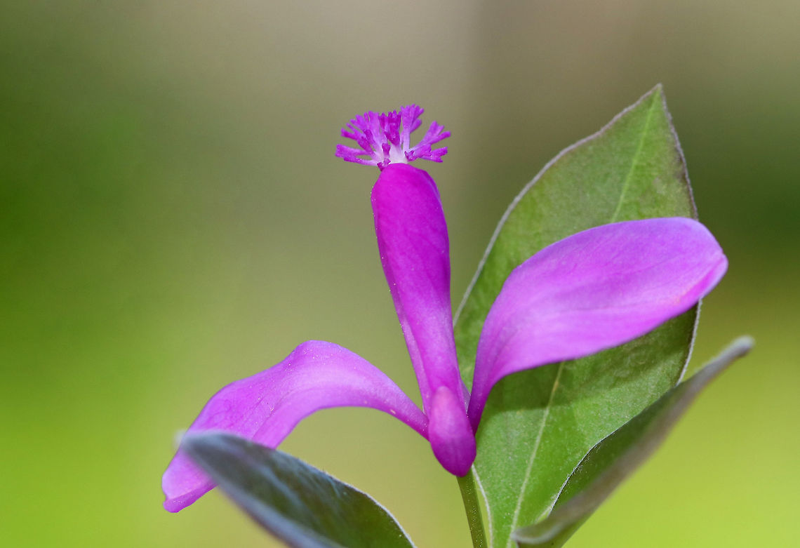 Fringed Polygala - Polygala paucifolia Fringed polygala is a beautiful, orchid-like wildflower that emerges from creeping, partly underground stems. The flower has 3 pink petals, which form a tube with a finely fringed pink crest. <br />
<br />
Growing in a swampy forest. Fringed Polygala,Fringed polygala,Geotagged,Polygala paucifolia,Spring,United States,flower,gaywings,pink,pink wildflower,polygala,wildflower