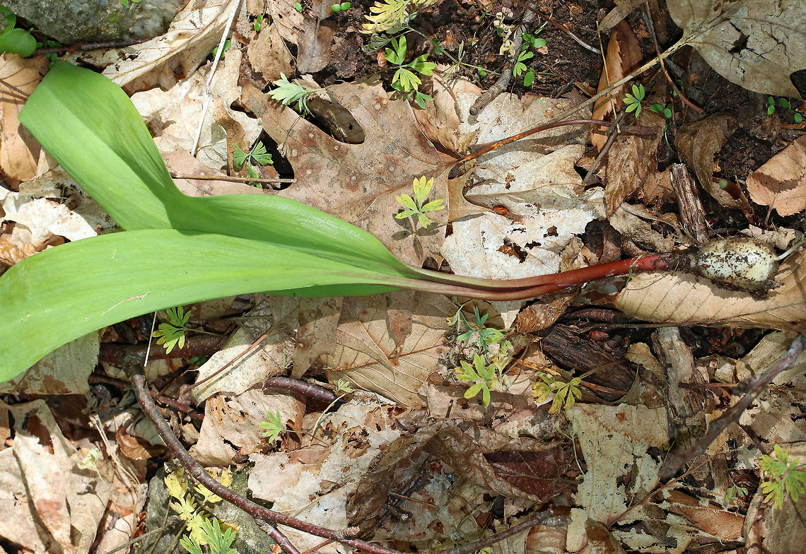 Common Ramps - Allium tricoccum Ramps are a highly-prized wild edible that have a funky garlic flavor.  They have broad, smooth-edged green leaves that are 10-30 cm long and have parallel veins.  Two-three leaves will grow from each white bulb on stalks that are tinged with reddish purple. The bulb has white, stringy roots coming out of it. White flowers emerge on an unbranched, smooth stalk that emerges from the center of the bulb.  Eventually, the flowers will produce black seeds.<br />
<br />
I found a large group of ramps growing on the bank of a stream in a deciduous forest. Ramps are species of special concern in numerous states, and there are regulations on collecting (none in NY where I spotted these). When foraging is allowed, it is advisable to never collect more than 10% of a patch.  Furthermore, taking the entire plant is a really bad idea because ramps are very slow reproducers as they mostly spread through perennial bulb division.  You should always strive to leave the bulbs intact, and only collect one leaf per plant.<br />
<br />
**Note: I only dug up one ramp as I was teaching my kids about wild edibles.  The patch was large, and the species is not regulated in New York.  Normally, I would never dig up the entire plant or take the bulb. Allium tricoccum,Geotagged,Spring,United States,allium,common ramps,ramps,ramson,spring onion,wild garlic,wild leek,wood leek