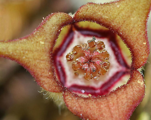 Wild Ginger - Asarum canadense These plants are softly pubescent, especially the leaf petiole and flower. The flowers are located at the base of the plant - lying adjacent to the ground. 

The flowers attract small, pollinating flies that emerge from the ground during early spring looking for a thawing carcass to munch on. It's position on the ground allows it to be readily found by the emerging flies. The color of the flowers are similar to that of decomposing flesh. So, the flies enter the flowers and feast upon the pollen. Some of the pollen attaches to their bodies and is taken with them when they visit the next wild ginger flower. 

Spotted in growing large quantities in a swampy, deciduous forest. Asarum,Asarum canadense,Canada wild ginger,Geotagged,Spring,United States,Wild Ginger,ginger