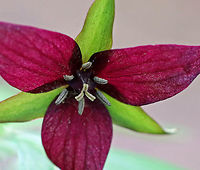 Red Trillium - Trillium erectum Purple-pink flowers have 3 petals that are above whorls of pointed triple leaves. Usually, the petals are darker red, but they can also be pink, white, or yellowish. The petals have a foul smell, which attracts carrion flies (and other insects) that act as pollinators. <br />
<br />
https://www.jungledragon.com/image/62766/red_trillium_-_trillium_erectum.html Geotagged,Red Trillium,Red trillium,Spring,Trillium erectum,United States,trillium