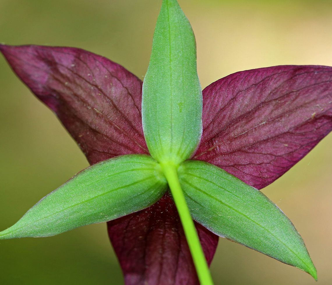 Red Trillium - Trillium erectum Purple-pink flowers have 3 petals that are above whorls of pointed triple leaves. Usually, the petals are darker red, but they can also be pink, white, or yellowish. The petals have a foul smell, which attracts carrion flies (and other insects) that act as pollinators. <br />
<br />
<figure class="photo"><a href="https://www.jungledragon.com/image/62765/red_trillium_-_trillium_erectum.html" title="Red Trillium - Trillium erectum"><img src="https://s3.amazonaws.com/media.jungledragon.com/images/3232/62765_thumb.jpg?AWSAccessKeyId=05GMT0V3GWVNE7GGM1R2&Expires=1759968010&Signature=pUnltfoIy65NcElTTPdM%2FqKtgoM%3D" width="200" height="172" alt="Red Trillium - Trillium erectum Purple-pink flowers have 3 petals that are above whorls of pointed triple leaves. Usually, the petals are darker red, but they can also be pink, white, or yellowish. The petals have a foul smell, which attracts carrion flies (and other insects) that act as pollinators. <br />
<br />
https://www.jungledragon.com/image/62766/red_trillium_-_trillium_erectum.html Geotagged,Red Trillium,Red trillium,Spring,Trillium erectum,United States,trillium" /></a></figure> Geotagged,Red trillium,Spring,Trillium erectum,United States,flower,trillium,wildflower