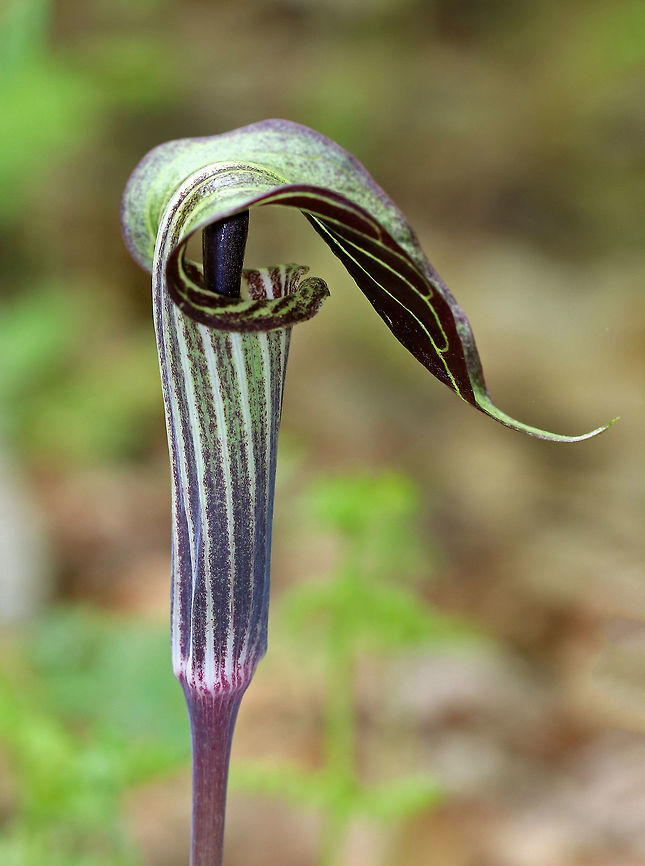 Jack in the Pulpit - Arisaema triphyllum This plant has one to two large, glossy leaves divided into three leaflets. The flower occurs on a separate stalk at the same height as the leaves. It is a large, cylindrical, hooded flower that is green with brown stripes (spathe- &quot;the pulpit&quot;) with a club-shaped spadix (&quot;Jack&quot;). Color variations do exist for this plant.<br />
<br />
This plant has a strong, unpleasant taste, which causes a burning reaction if eaten raw. However, Native Americans gathered the corms for food.  Arisaema,Arisaema triphyllum,Geotagged,Jack in the Pulpit,Spring,United States,jack-in-the-pulpit