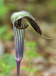 Jack in the Pulpit - Arisaema triphyllum This plant has one to two large, glossy leaves divided into three leaflets. The flower occurs on a separate stalk at the same height as the leaves. It is a large, cylindrical, hooded flower that is green with brown stripes (spathe- "the pulpit") with a club-shaped spadix ("Jack"). Color variations do exist for this plant.

This plant has a strong, unpleasant taste, which causes a burning reaction if eaten raw. However, Native Americans gathered the corms for food.  Arisaema,Arisaema triphyllum,Geotagged,Jack in the Pulpit,Spring,United States,jack-in-the-pulpit