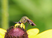 Hunchback Bee Fly - Lepidophora lutea This super cool fly looks like a cross between a bee, a mosquito, and a midge. It was awesome. Too bad it wouldn't stay still for many pictures, but at least I got it on video :)<br />
<br />
This species has abundant yellow scales on the sides of the fourth abdominal segments and on the thorax.<br />
<br />
Spotted on the side of a pond on a super sunny morning.<br />
<br />
Sorry my camera is sooo incredibly loud in this video:<br />
https://vimeo.com/279535608<br />
<br />
https://www.jungledragon.com/image/62810/hunchback_bee_fly_-_lepidophora_lutea.html<br />
https://www.jungledragon.com/image/62808/hunchback_bee_fly_-_lepidophora_lutea.html Geotagged,Lepidophora,Lepidophora lutea,Summer,United States,bee fly,fly,hunchback bee fly,insect,yellow fly
