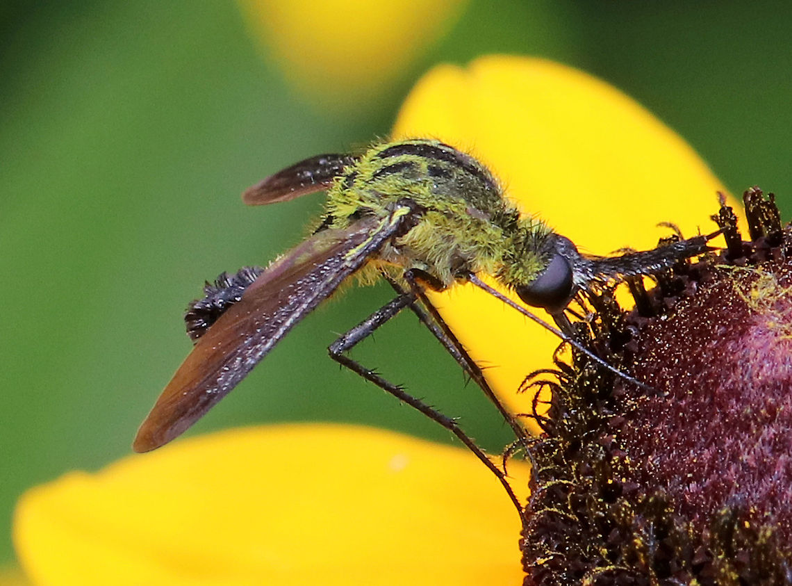 Hunchback Bee Fly - Lepidophora lutea fly looks like a cross between a bee, a mosquito, and a midge. It was awesome. Too bad it wouldn&#039;t stay still for many pictures, but at least I got it on video :)<br />
<br />
 This species has abundant yellow scales on the sides of the fourth abdominal segments and on the thorax.<br />
<br />
 Spotted on the side of a pond on a super sunny morning.<br />
<br />
 Sorry my camera is sooo incredibly loud in this video:<br />
<section class="video"><iframe width="448" height="252" src="https://player.vimeo.com/video/279535608?title=0&byline=0&portrait=0" frameborder="0"></iframe></section><br />
<br />
<figure class="photo"><a href="https://www.jungledragon.com/image/62807/hunchback_bee_fly_-_lepidophora_lutea.html" title="Hunchback Bee Fly - Lepidophora lutea"><img src="https://s3.amazonaws.com/media.jungledragon.com/images/3232/62807_thumb.jpg?AWSAccessKeyId=05GMT0V3GWVNE7GGM1R2&Expires=1769040010&Signature=rgGFEepJGqHIlJfLrBykBc%2B8IDA%3D" width="200" height="144" alt="Hunchback Bee Fly - Lepidophora lutea This super cool fly looks like a cross between a bee, a mosquito, and a midge. It was awesome. Too bad it wouldn&#039;t stay still for many pictures, but at least I got it on video :)<br />
<br />
This species has abundant yellow scales on the sides of the fourth abdominal segments and on the thorax.<br />
<br />
Spotted on the side of a pond on a super sunny morning.<br />
<br />
Sorry my camera is sooo incredibly loud in this video:<br />
https://vimeo.com/279535608<br />
<br />
https://www.jungledragon.com/image/62810/hunchback_bee_fly_-_lepidophora_lutea.html<br />
https://www.jungledragon.com/image/62808/hunchback_bee_fly_-_lepidophora_lutea.html Geotagged,Lepidophora,Lepidophora lutea,Summer,United States,bee fly,fly,hunchback bee fly,insect,yellow fly" /></a></figure><br />
<figure class="photo"><a href="https://www.jungledragon.com/image/62810/hunchback_bee_fly_-_lepidophora_lutea.html" title="Hunchback Bee Fly - Lepidophora lutea"><img src="https://s3.amazonaws.com/media.jungledragon.com/images/3232/62810_thumb.jpg?AWSAccessKeyId=05GMT0V3GWVNE7GGM1R2&Expires=1769040010&Signature=8ymMvlwEqQcwxuaxxbPelNM9W9g%3D" width="200" height="160" alt="Hunchback Bee Fly - Lepidophora lutea fly looks like a cross between a bee, a mosquito, and a midge. It was awesome. Too bad it wouldn&#039;t stay still for many pictures, but at least I got it on video :)<br />
<br />
 This species has abundant yellow scales on the sides of the fourth abdominal segments and on the thorax.<br />
<br />
 Spotted on the side of a pond on a super sunny morning.<br />
<br />
 Sorry my camera is sooo incredibly loud in this video:<br />
https://vimeo.com/279535608<br />
<br />
https://www.jungledragon.com/image/62807/hunchback_bee_fly_-_lepidophora_lutea.html<br />
https://www.jungledragon.com/image/62808/hunchback_bee_fly_-_lepidophora_lutea.html Geotagged,Hunchback Bee Fly,Lepidophora,Lepidophora lutea,Summer,United States,bee fly,fly,yellow,yellow fly" /></a></figure><br />
 Geotagged,Hunchback Bee Fly,Lepidophora,Lepidophora lutea,Summer,United States,bee fly,fly