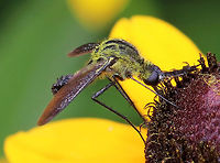 Hunchback Bee Fly - Lepidophora lutea fly looks like a cross between a bee, a mosquito, and a midge. It was awesome. Too bad it wouldn't stay still for many pictures, but at least I got it on video :)<br />
<br />
This species has abundant yellow scales on the sides of the fourth abdominal segments and on the thorax.<br />
<br />
Spotted on the side of a pond on a super sunny morning.<br />
<br />
Sorry my camera is sooo incredibly loud in this video:<br />
https://vimeo.com/279535608<br />
<br />
https://www.jungledragon.com/image/62807/hunchback_bee_fly_-_lepidophora_lutea.html<br />
https://www.jungledragon.com/image/62810/hunchback_bee_fly_-_lepidophora_lutea.html<br />
Geotagged,Hunchback Bee Fly,Lepidophora,Lepidophora lutea,Summer,United States,bee fly,fly