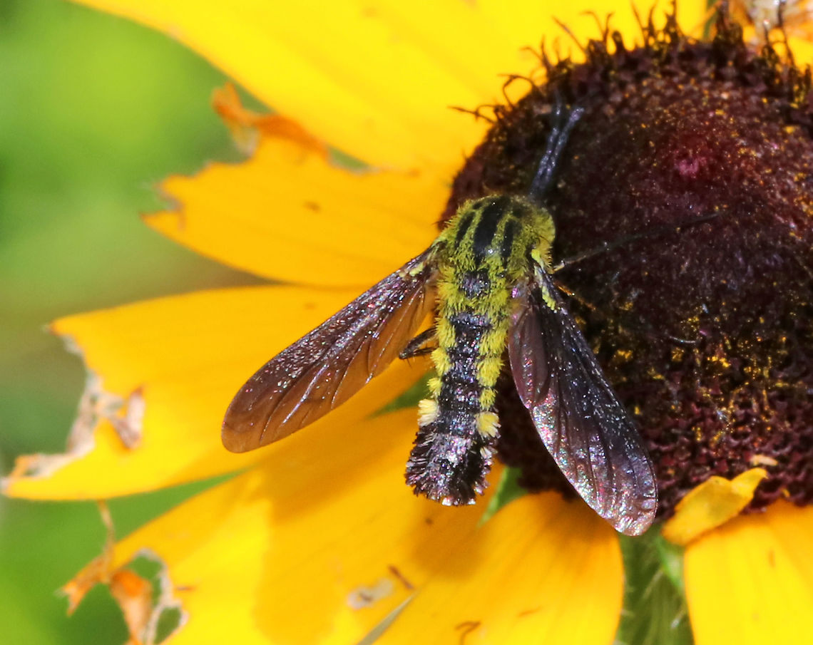 Hunchback Bee Fly - Lepidophora lutea fly looks like a cross between a bee, a mosquito, and a midge. It was awesome. Too bad it wouldn&#039;t stay still for many pictures, but at least I got it on video :)<br />
<br />
 This species has abundant yellow scales on the sides of the fourth abdominal segments and on the thorax.<br />
<br />
 Spotted on the side of a pond on a super sunny morning.<br />
<br />
 Sorry my camera is sooo incredibly loud in this video:<br />
<section class="video"><iframe width="448" height="252" src="https://player.vimeo.com/video/279535608?title=0&byline=0&portrait=0" frameborder="0"></iframe></section><br />
<br />
<figure class="photo"><a href="https://www.jungledragon.com/image/62807/hunchback_bee_fly_-_lepidophora_lutea.html" title="Hunchback Bee Fly - Lepidophora lutea"><img src="https://s3.amazonaws.com/media.jungledragon.com/images/3232/62807_thumb.jpg?AWSAccessKeyId=05GMT0V3GWVNE7GGM1R2&Expires=1769040010&Signature=rgGFEepJGqHIlJfLrBykBc%2B8IDA%3D" width="200" height="144" alt="Hunchback Bee Fly - Lepidophora lutea This super cool fly looks like a cross between a bee, a mosquito, and a midge. It was awesome. Too bad it wouldn&#039;t stay still for many pictures, but at least I got it on video :)<br />
<br />
This species has abundant yellow scales on the sides of the fourth abdominal segments and on the thorax.<br />
<br />
Spotted on the side of a pond on a super sunny morning.<br />
<br />
Sorry my camera is sooo incredibly loud in this video:<br />
https://vimeo.com/279535608<br />
<br />
https://www.jungledragon.com/image/62810/hunchback_bee_fly_-_lepidophora_lutea.html<br />
https://www.jungledragon.com/image/62808/hunchback_bee_fly_-_lepidophora_lutea.html Geotagged,Lepidophora,Lepidophora lutea,Summer,United States,bee fly,fly,hunchback bee fly,insect,yellow fly" /></a></figure><br />
<figure class="photo"><a href="https://www.jungledragon.com/image/62808/hunchback_bee_fly_-_lepidophora_lutea.html" title="Hunchback Bee Fly - Lepidophora lutea"><img src="https://s3.amazonaws.com/media.jungledragon.com/images/3232/62808_thumb.jpg?AWSAccessKeyId=05GMT0V3GWVNE7GGM1R2&Expires=1769040010&Signature=5WHQc09mbUxFR6uz8R2rrNPLyAs%3D" width="200" height="148" alt="Hunchback Bee Fly - Lepidophora lutea fly looks like a cross between a bee, a mosquito, and a midge. It was awesome. Too bad it wouldn&#039;t stay still for many pictures, but at least I got it on video :)<br />
<br />
 This species has abundant yellow scales on the sides of the fourth abdominal segments and on the thorax.<br />
<br />
 Spotted on the side of a pond on a super sunny morning.<br />
<br />
 Sorry my camera is sooo incredibly loud in this video:<br />
https://vimeo.com/279535608<br />
<br />
https://www.jungledragon.com/image/62807/hunchback_bee_fly_-_lepidophora_lutea.html<br />
https://www.jungledragon.com/image/62810/hunchback_bee_fly_-_lepidophora_lutea.html<br />
 Geotagged,Hunchback Bee Fly,Lepidophora,Lepidophora lutea,Summer,United States,bee fly,fly" /></a></figure> Geotagged,Hunchback Bee Fly,Lepidophora,Lepidophora lutea,Summer,United States,bee fly,fly,yellow,yellow fly