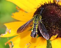 Hunchback Bee Fly - Lepidophora lutea fly looks like a cross between a bee, a mosquito, and a midge. It was awesome. Too bad it wouldn't stay still for many pictures, but at least I got it on video :)<br />
<br />
This species has abundant yellow scales on the sides of the fourth abdominal segments and on the thorax.<br />
<br />
Spotted on the side of a pond on a super sunny morning.<br />
<br />
Sorry my camera is sooo incredibly loud in this video:<br />
https://vimeo.com/279535608<br />
<br />
https://www.jungledragon.com/image/62807/hunchback_bee_fly_-_lepidophora_lutea.html<br />
https://www.jungledragon.com/image/62808/hunchback_bee_fly_-_lepidophora_lutea.html Geotagged,Hunchback Bee Fly,Lepidophora,Lepidophora lutea,Summer,United States,bee fly,fly,yellow,yellow fly