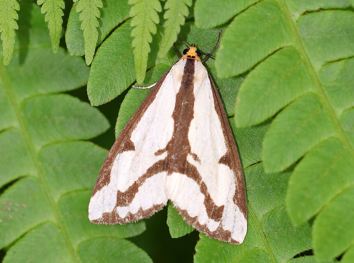 Leconte's Haploa Moth - Haploa lecontei Forewing pattern varies, but is usually white with a black/brown border that is broken at the apex and anal angle. A line slants from the subterminal area to the apex. It was about 20 mm long. <br />
<br />
Spotted resting on ferns in a deciduous forest. Geotagged,Haploa lecontei,Lecontes haploa,Summer,United States,haploa,moth,moth week 2018